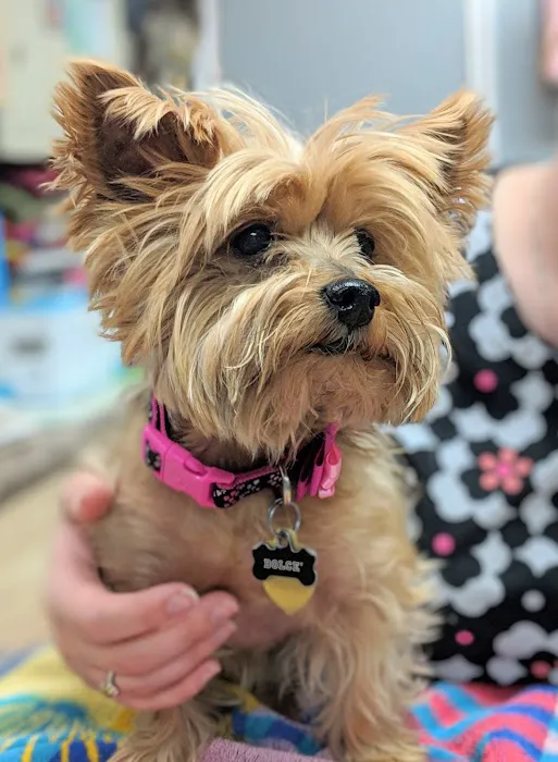 Indian Bend Animal Hospital Picture 1
