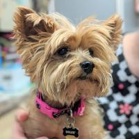 Indian Bend Animal Hospital ico