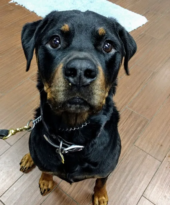 Indian Bend Animal Hospital Picture 3
