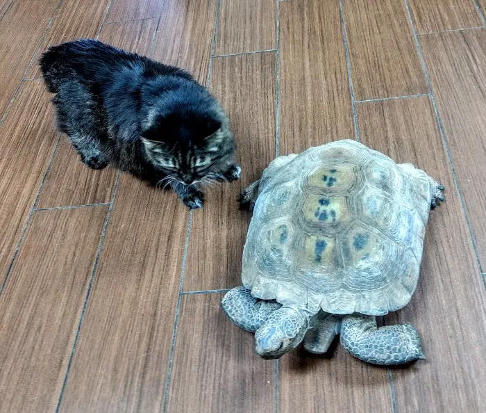 Indian Bend Animal Hospital Picture 8