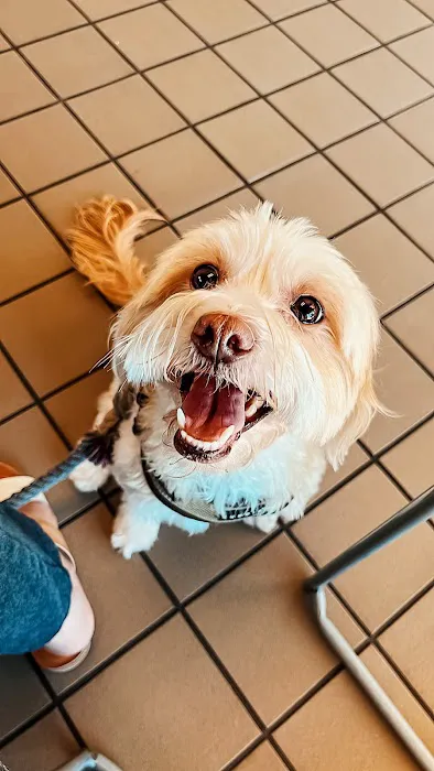Companion Pet Clinic of North Phoenix Picture 3