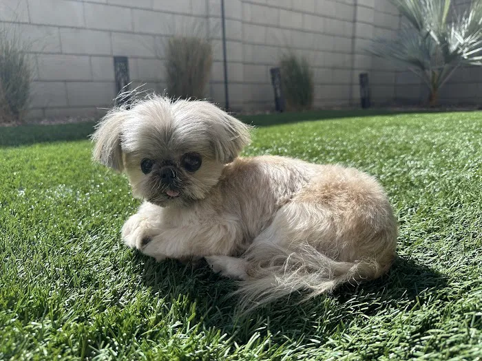 Companion Pet Clinic of North Phoenix Picture 1