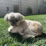 Companion Pet Clinic of North Phoenix