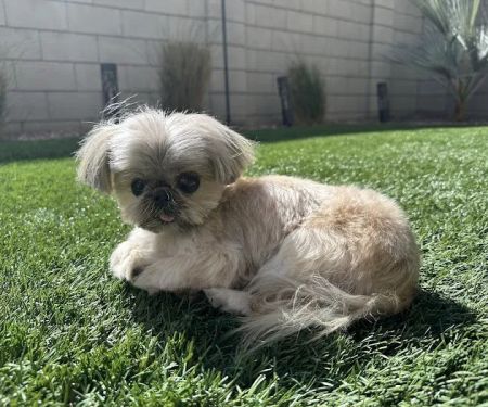 Companion Pet Clinic of North Phoenix