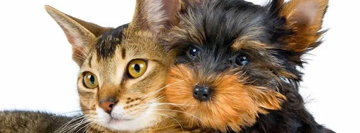 Companion Pet Clinic of North Phoenix Picture 7