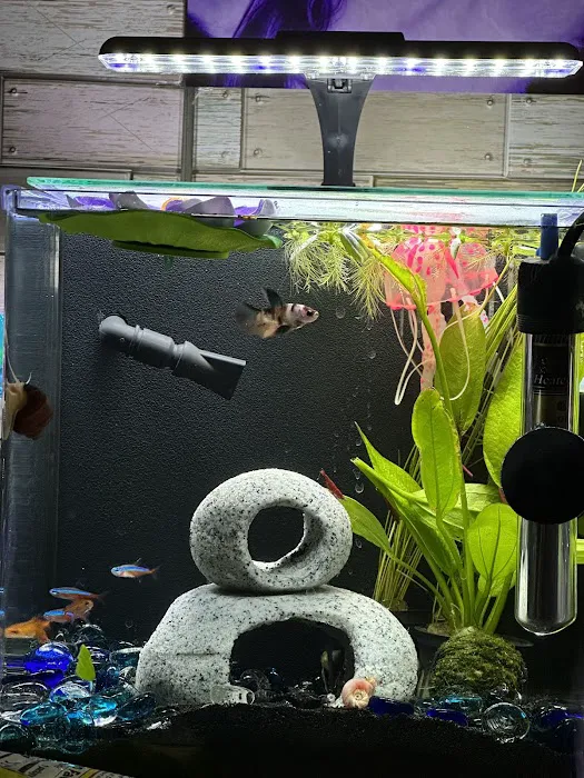 Golden Guppy Aquarium Picture 3