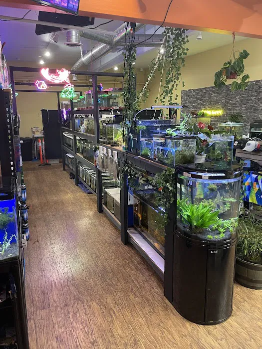 Golden Guppy Aquarium Picture 2