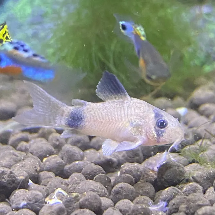 Golden Guppy Aquarium Picture 4