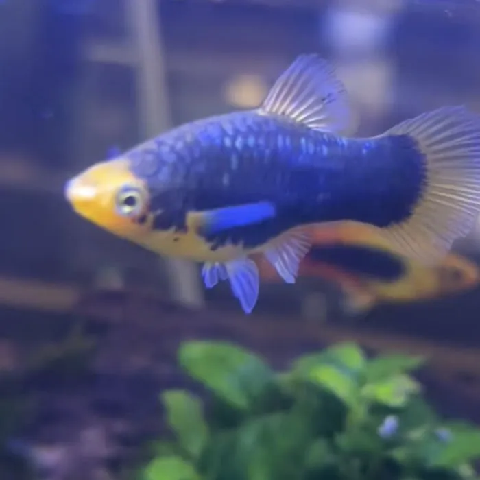 Golden Guppy Aquarium Picture 5
