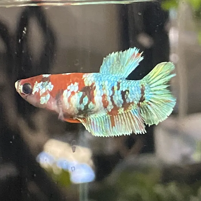 Golden Guppy Aquarium Picture 6