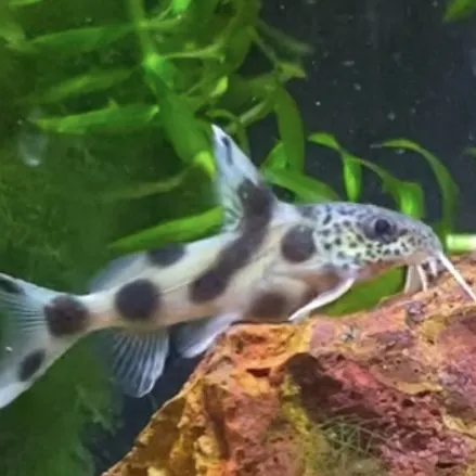 Golden Guppy Aquarium Picture 9