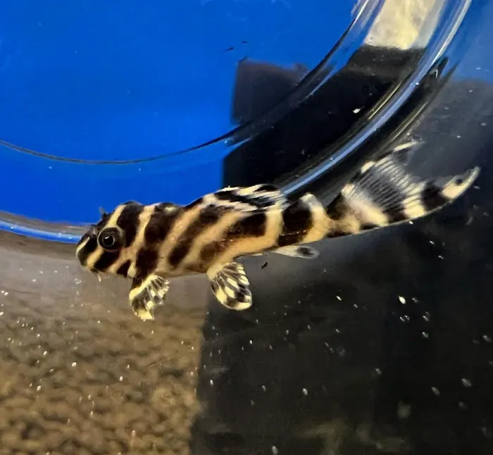 Golden Guppy Aquarium Picture 10