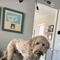 Sun City Animal Hospital ico