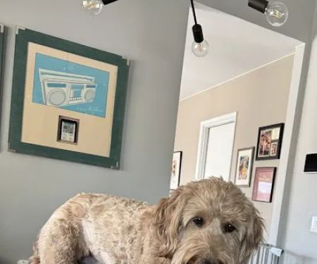 Sun City Animal Hospital