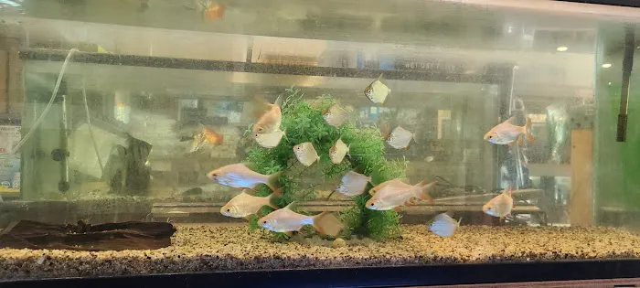Atlantic Tropical Aquarium Picture 1