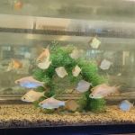 Atlantic Tropical Aquarium