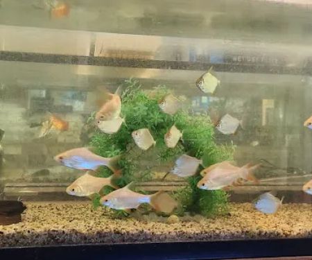 Atlantic Tropical Aquarium