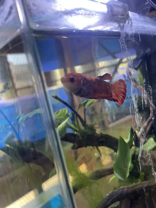 Atlantic Tropical Aquarium Picture 5