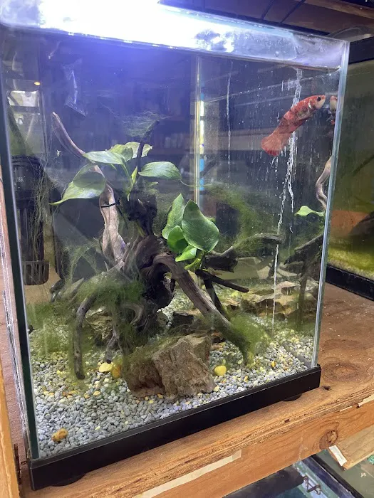 Atlantic Tropical Aquarium Picture 3