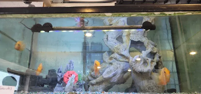 Atlantic Tropical Aquarium Picture 8