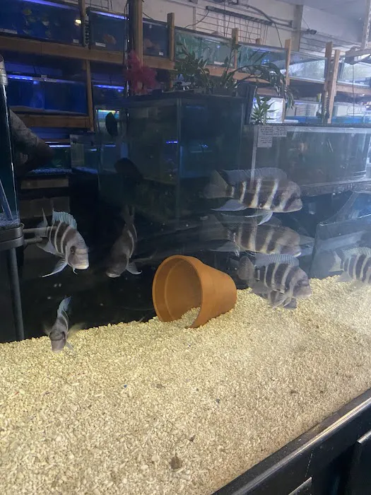 Atlantic Tropical Aquarium Picture 10