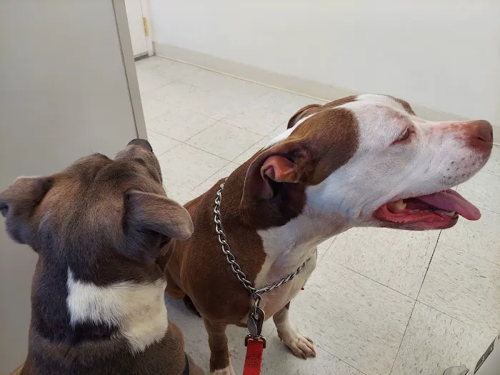 All Pets Animal Hospital Picture 4