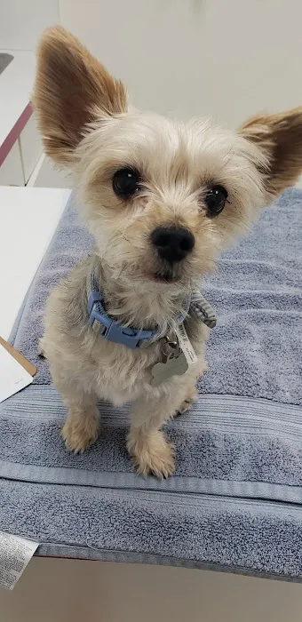 All Pets Animal Hospital Picture 7