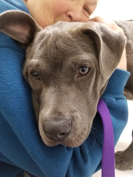 All Pets Animal Hospital Picture 8