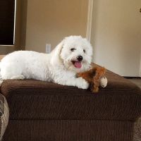 Desert Sky Animal Hospital ico