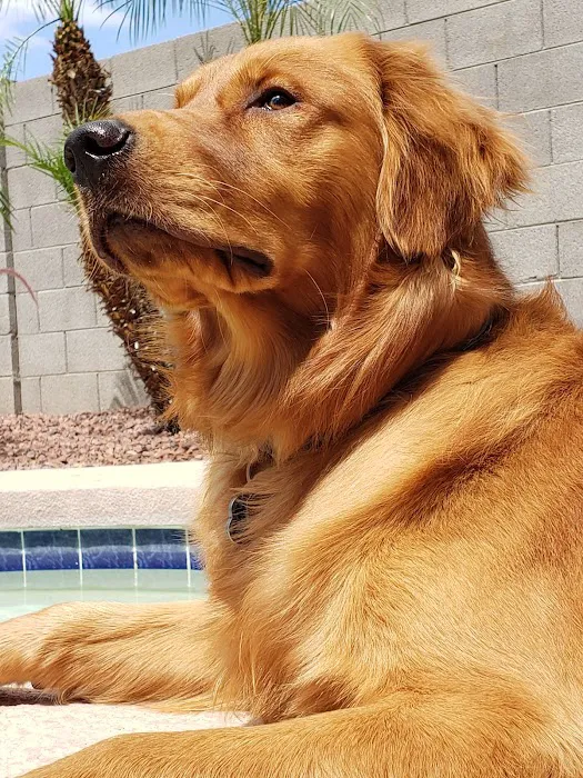 Desert Sky Animal Hospital Picture 6