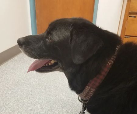Academy West Animal Hospital