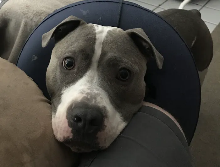 Academy West Animal Hospital Picture 8