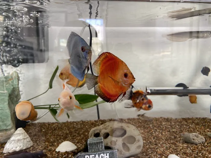 Nautilus Tropical Fish Picture 2