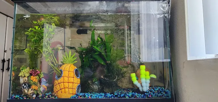 Nautilus Tropical Fish Picture 1