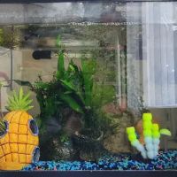 Nautilus Tropical Fish ico