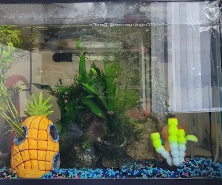 Nautilus Tropical Fish