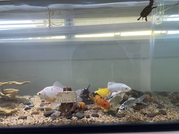 Nautilus Tropical Fish Picture 3