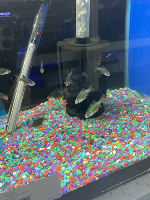 Nautilus Tropical Fish Picture 5