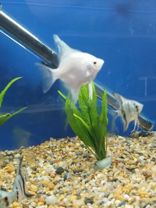 Nautilus Tropical Fish Picture 6