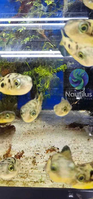 Nautilus Tropical Fish Picture 8