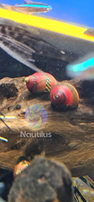 Nautilus Tropical Fish Picture 9
