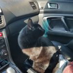 Ratke Thomas J DVM