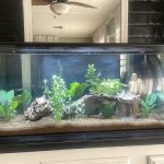 Hacienda Aquatics