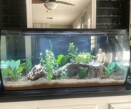 Hacienda Aquatics