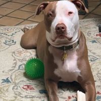 Banfield Pet Hospital ico