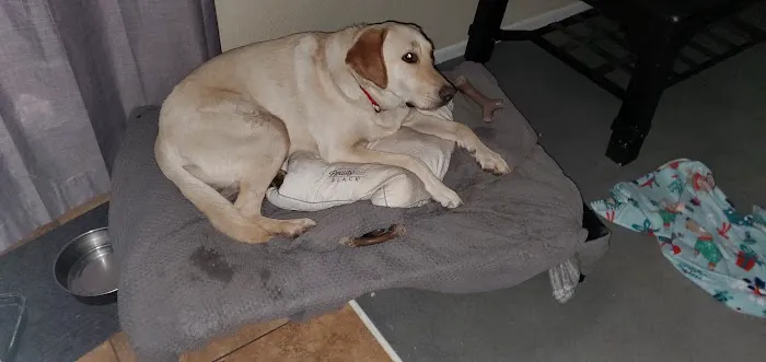 Banfield Pet Hospital Picture 2