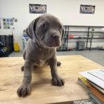 Pawz and Barks LLC