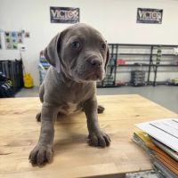 Pawz and Barks LLC ico