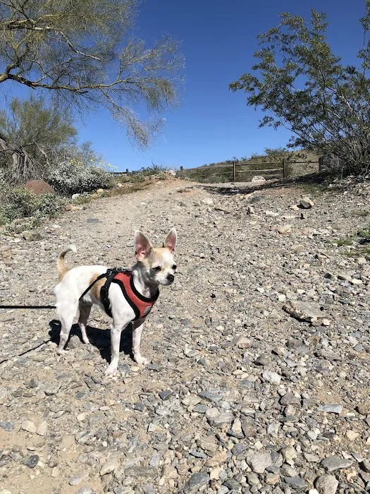 Desert Hills Animal Hospital Picture 9