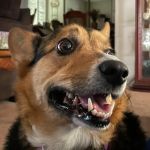 Lookout Mountain Veterinary Clinic